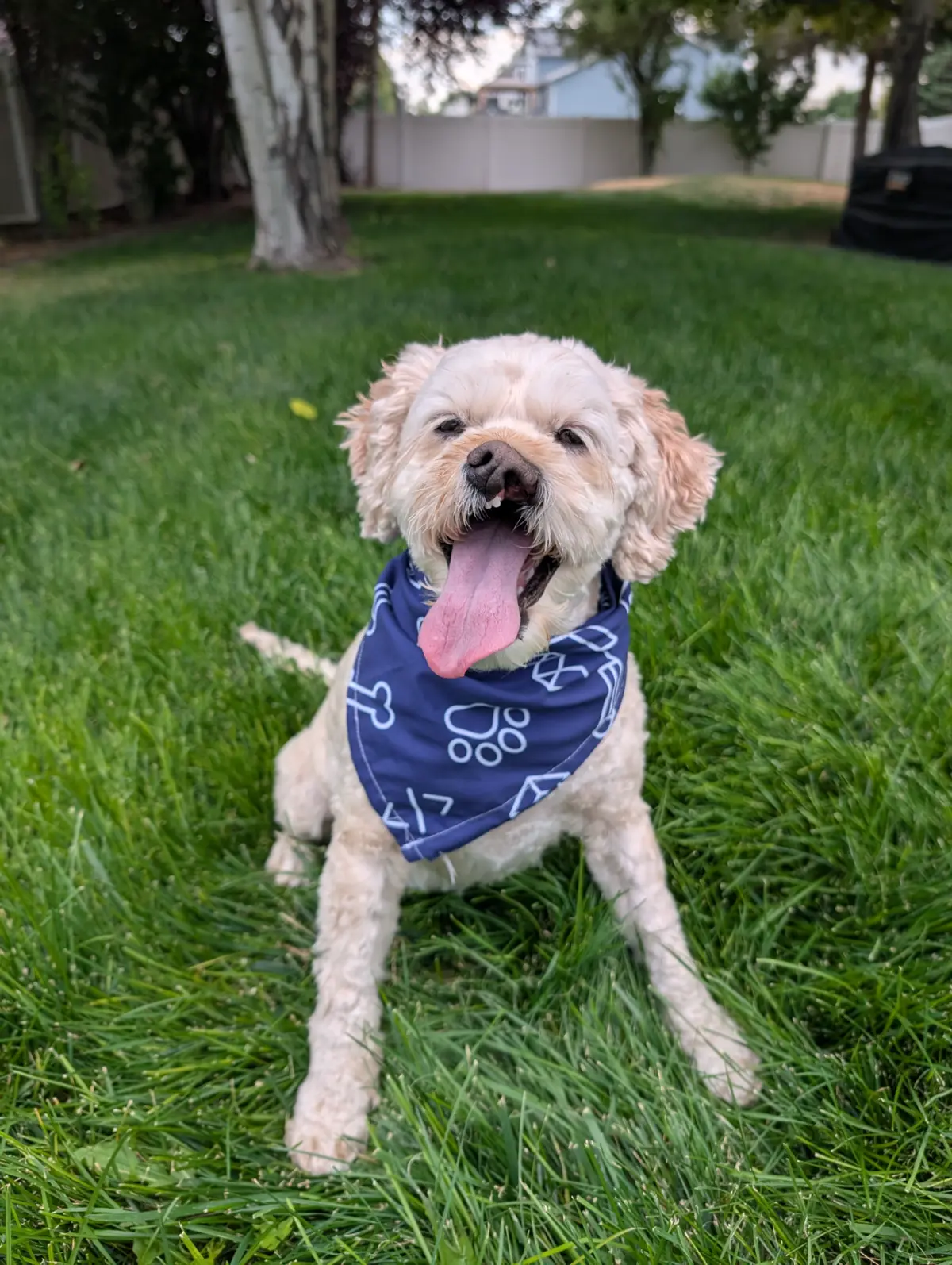 Sniffs & SERPs - Puppy Bandana